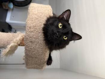 Mama Cat -  Domestic Long Hair Cat for Adoption in Long Beach, California - Mama Cat | PetCurious