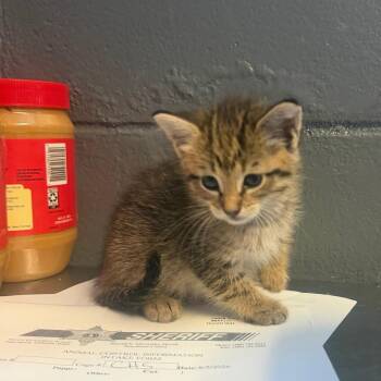 TUSC-Stray-85360 -  Domestic Short Hair Cat for Adoption in Tuscaloosa, Alabama - TUSC-Stray-85360 | PetCurious