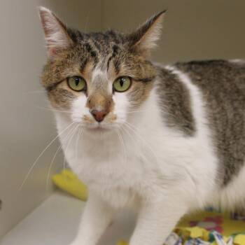 Sophie -  Domestic Short Hair Cat for Adoption in Champaign, Illinois - Sophie | PetCurious