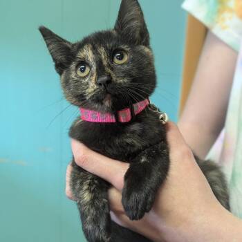 Rescue Domestic Short Hair Cats for Adoption in Johnstown, Pennsylvania - Ginny | PetCurious