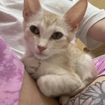 CHEEZ-ITZ -  Domestic Short Hair Cat for Adoption in Kyle, Texas - CHEEZ-ITZ | PetCurious
