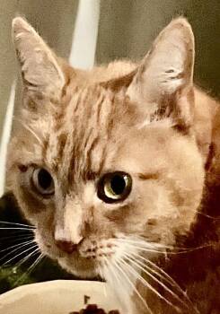 Rescue Domestic Short Hair Cats for Adoption in Franklin, West Virginia - Chips | PetCurious