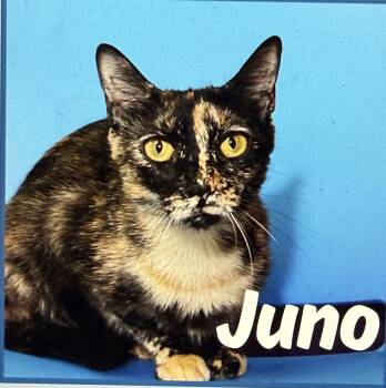 Juno -  Domestic Short Hair Cat for Adoption in Pawleys Island, South Carolina - Juno | PetCurious