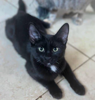 Rescue Domestic Short Hair Cats for Adoption in Phoenix, Arizona - Shikamaru | PetCurious