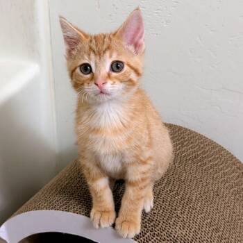 Mango -  Domestic Short Hair Cat for Adoption in Green Bay, Wisconsin - Mango | PetCurious