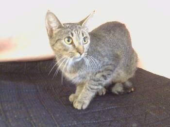 Rescue Domestic Short Hair Cats for Adoption in Sacramento, California - FIONA | PetCurious