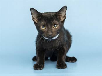RODDY -  Domestic Short Hair Cat for Adoption in Phoenix, Arizona - RODDY | PetCurious