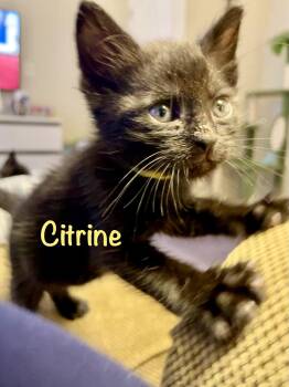 Citrine -  Domestic Short Hair Cat for Adoption in Reston, Virginia - Citrine | PetCurious