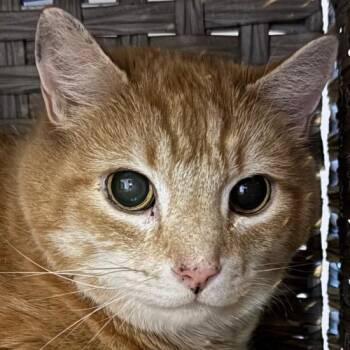 Domestic Short Hair Cats Available for Adoption in Kennebunk, Maine - Chance | PetCurious