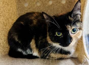 PATTY CAKES -  Domestic Short Hair Cat for Adoption in Derwood, Maryland - PATTY CAKES | PetCurious