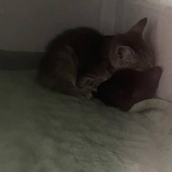 Izzy -  Domestic Short Hair Cat for Adoption in Des Moines, Iowa - Izzy | PetCurious