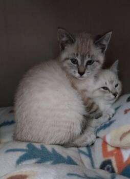 Siamese Cats Available for Adoption in South Bend, Indiana - Snuggle Bug * IN FOSTER * | PetCurious