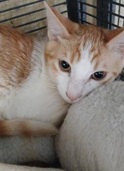 Domestic Short Hair Cats Available for Adoption in Thatcher, Arizona - Jett | PetCurious