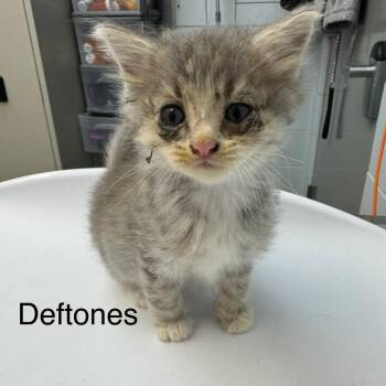 Deftones -  Domestic Medium Hair Cat for Adoption in Parkersburg, West Virginia - Deftones | PetCurious