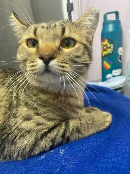 Domestic Short Hair Cats Available for Adoption - Lazer | PetCurious