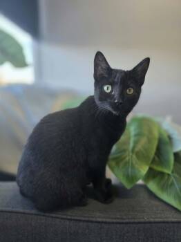 Toasty -  Domestic Short Hair Cat for Adoption in Blaine, Minnesota - Toasty | PetCurious