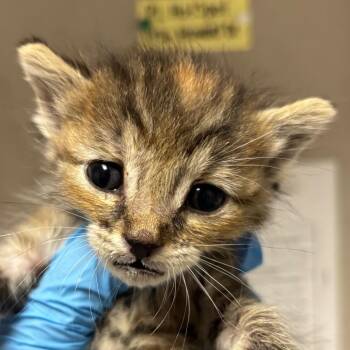 Sun -  Domestic Short Hair Cat for Adoption in Yuma, Arizona - Sun | PetCurious