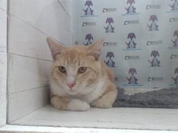 Domestic Short Hair Cats Available for Adoption - LUNO | PetCurious