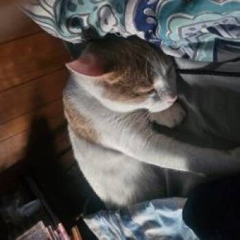 Dutton -  Domestic Short Hair Cat for Adoption in Oshkosh, Wisconsin - Dutton | PetCurious