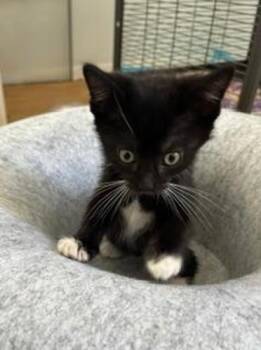 TUX -  Domestic Short Hair Cat for Adoption in Camarillo, California - TUX | PetCurious