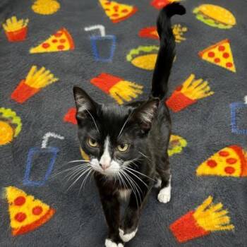 Miss Kitty -  Domestic Short Hair Cat for Adoption in Covington, Louisiana - Miss Kitty | PetCurious