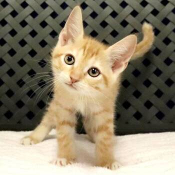 Domestic Short Hair Cats Available for Adoption in Fort Davis, Texas - Saturn | PetCurious