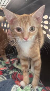 Lance -  Domestic Short Hair Cat for Adoption in Cumming, Georgia - Lance | PetCurious