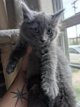 Russian Blue and Domestic Long Hair Cats Available for Adoption - Blue Curacao | PetCurious