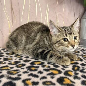 Tabby Cats Available for Adoption in Long Beach, Mississippi - Puddin  | PetCurious