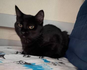 Rescue Domestic Short Hair Cats for Adoption in Temple, Pennsylvania - Dakota | PetCurious