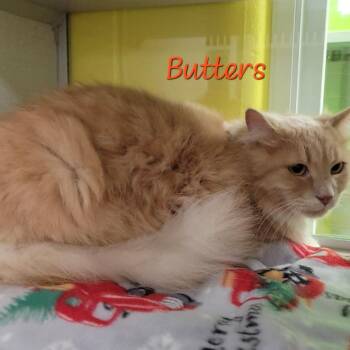 Domestic Medium Hair Cats Available for Adoption in Parkersburg, West Virginia - Butters | PetCurious