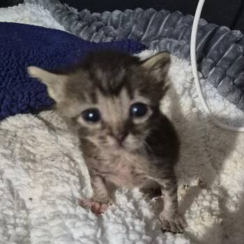Munchkin -  Domestic Short Hair Cat for Adoption in Grantsville, Utah - Munchkin | PetCurious