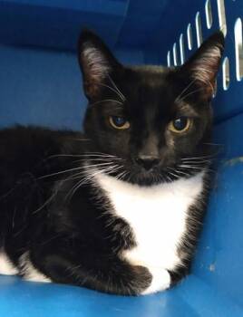 Domestic Short Hair Cats Available for Adoption in Palm Coast, Florida - Sophia | PetCurious