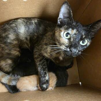 Riptide -  Domestic Short Hair Cat for Adoption in Austin, Texas - Riptide | PetCurious