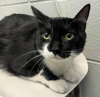 Bat Cat -  Domestic Short Hair Cat for Adoption in Golden, Colorado - Bat Cat | PetCurious
