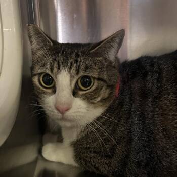 IVHS-Stray-142273 -  Domestic Short Hair Cat for Adoption in San Gabriel, California - IVHS-Stray-142273 | PetCurious