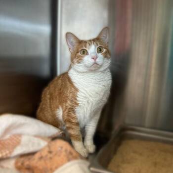 Bellbottom Princess -  Domestic Short Hair Cat for Adoption in Davenport, Iowa - Bellbottom Princess | PetCurious