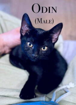 Rescue Domestic Short Hair Cats for Adoption in Rutherfordton, North Carolina - Odin | PetCurious