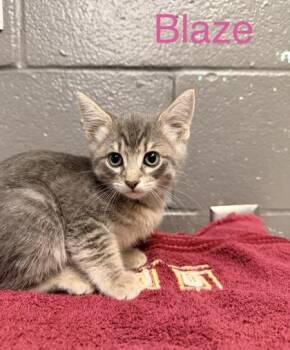 Domestic Short Hair Cats Available for Adoption in Fort Worth, Texas - Blaze | PetCurious
