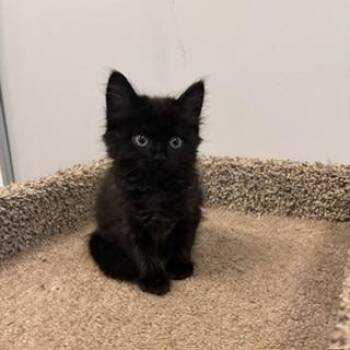 Salem -  Domestic Short Hair Cat for Adoption in Janesville, Wisconsin - Salem | PetCurious