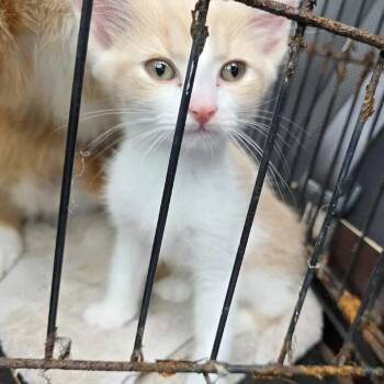 Rescue Domestic Short Hair Cats for Adoption in Huntington, West Virginia - Hex | PetCurious