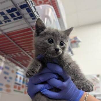 Reid -  Domestic Long Hair Cat for Adoption in League City, Texas - Reid | PetCurious