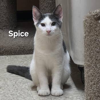Spice -  Domestic Short Hair Cat for Adoption in Temple, Pennsylvania - Spice | PetCurious