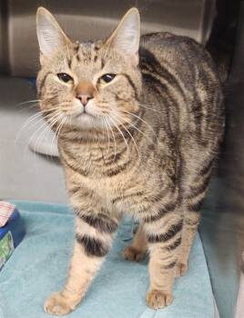 Domestic Short Hair Cats Available for Adoption - JAX | PetCurious