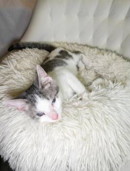 Cap’n Blackclaw -  Domestic Short Hair Cat for Adoption in Lawrenceville, Georgia - Cap’n Blackclaw | PetCurious
