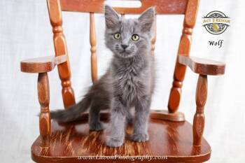 Wolf -  Domestic Long Hair and Russian Blue Cat for Adoption in Riverside, California - Wolf | PetCurious