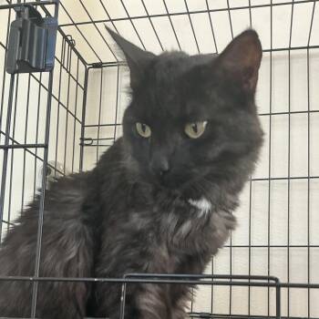 Boris -  Domestic Long Hair Cat for Adoption in Las Vegas, Nevada - Boris | PetCurious