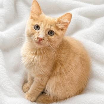 Lillianas Fluffy Beauty -  Domestic Long Hair Cat for Adoption in Glendora, California - Lillianas Fluffy Beauty | PetCurious