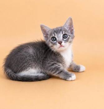 Glacier -  Domestic Short Hair Cat for Adoption in Dahlonega, Georgia - Glacier | PetCurious