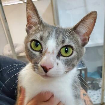 Church -  Domestic Short Hair Cat for Adoption in Melrose, Florida - Church | PetCurious